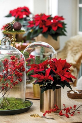 Centro de Mesa Navideño, Flores para Navidad, Decoraciones en Navidad, Arreglos Florales Navideños, Centro para Mesa de Navidad