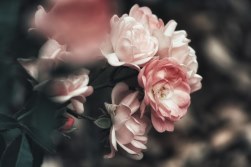 Cruz Funeraria Clavel Rosa, Flores para Enviar al Tanatorio, Flores de Defunción, Comprar Flores para Tanatorios, Composiciones Florales Clásicas