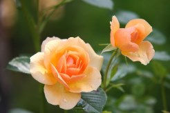 Ramo de 6 Rosas, Regalar Rosas, Ramos de Rosas para Regalo, Arte Floral, Envío de Arreglos Florales, Flores Gely, Floristería en Gijón